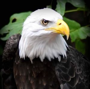 Meet your Posher, Ruth